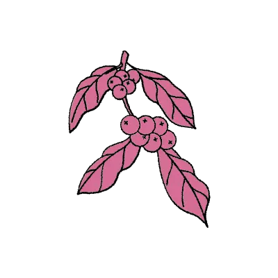 The CoffeeVine - Bringing you one step closer to the best roasters